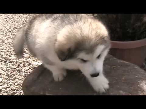malamute