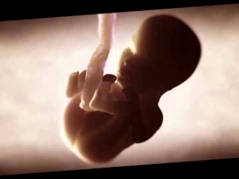 una científica británica pronostica un futuro sin sexo ni embarazo para la reproducción