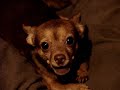 Talking Chihuahua says 