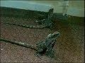 Frilled lizards flirting