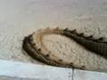 bestiole en sable a st raphael