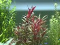 Planted Aquarium - EdTheEdge