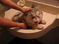 Cute Puppy in Korea
