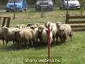 Birka terel? verseny - Shepherd Contest - Tihany - WebMa Birka terel? verseny - Shepherd Contest - Tihany - WebMa