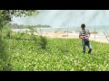 Anh - Doanh Doanh Trần