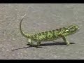 Tancující chameleon