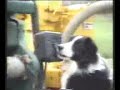 The Smartest Collie Dog in the World