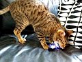 Bengal Cat:(Almost) \ Bengal Cat:(Almost) \