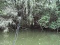 Surface Luring the aussie bass