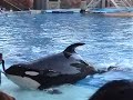 Sea World Orlando Orca Show