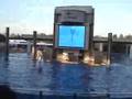 Sea World Orlando Orca Show
