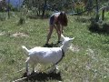 O dia em que fiquei cabreira.... O dia em que fiquei cabreira....
