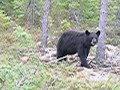 Bear Hunt
