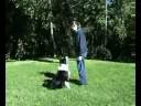 videos de Hanrob Dog Training Sydney - 13