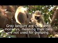 Monkey Business
