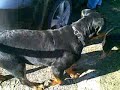 Rocky el gran rottweiler con su amigo Niko el pinsher miniatura