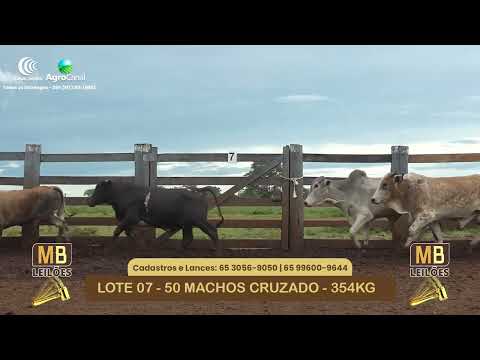 534� LEIL�O VIRTUAL MB LEIL�ES