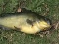Frankenfish Won\