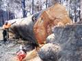 Bush Fires Victoria Australia Big Tree And Tree Felling Take Down By A 3120xp Husky Chainsaw.
