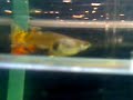 NASCENDO GUPPU NO MEU AQUARIO 