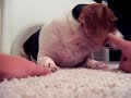 Beagle Going Crazy