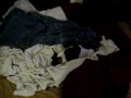 Taco the Stud Chi!! Lookin for love