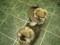 my-dog-tommy-1.html