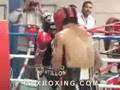 Edwin Valero vs. Urbano Antillon