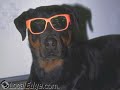 Olgas Dog Spa