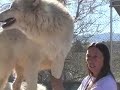 national-geographic-channel-a-man-among-wolves-trailer.html