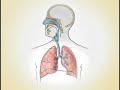 Sistema Respiratorio y Fonación (voz)