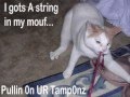 funny kittehs