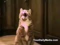 Puhuvat kissat :D