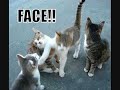 My first lolcat movie My first lolcat movie