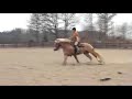 Clinic Reining Anders Josefsson 080405-06 Roger 1