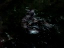 Otters at play