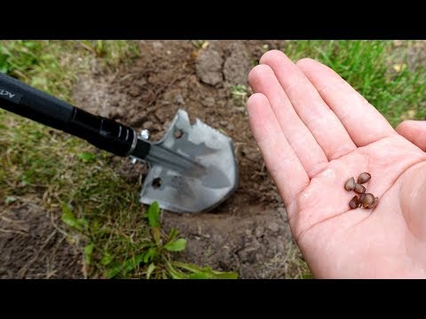 Militär Schaufel mit Messer im Test - Ich pflanze einen Apfelbaum!