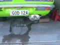 Mazda RX3 12a bridgeport, first start.