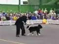cachorro esperto cachorro esperto