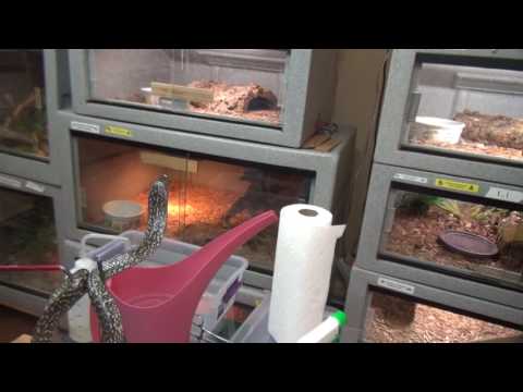 YouTube reptile video