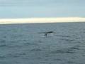 Sperm whale diving off Andenes