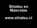 shiatsu en mascotas
