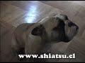 El profesor y terapeuta J.P. Huerta Larraín nos muestra shiatsu en dos lindos canes.