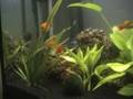 Platy macho
