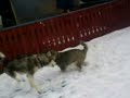 Akiro og Miko som leker