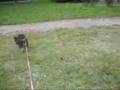 Schnauzer Miniatura video