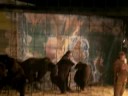 Bear show part Two