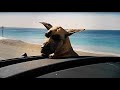 Marmaduke