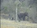 Breeding Herd of Elephants on Africam