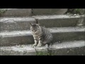 Click here to watch this video 蜩（ひぐらし） 長山洋子 隠れた名曲...Part_13 Cover 華之将